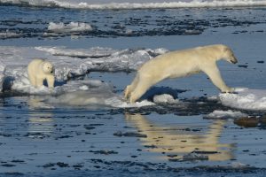 Viele Eisbären wurden während der Fahrt gesehen. Foto: Hapag Lloyd Cruises