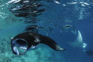 Ein Mantarochen. Foto: Four Seasons Hotels and Resorts