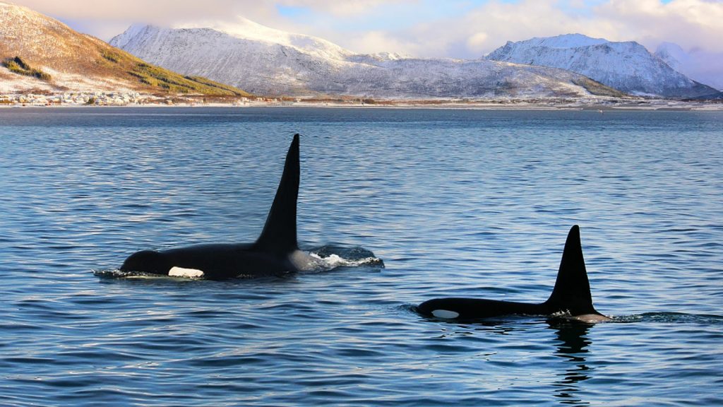 Faszinierendes Erlebnis im Norden, Orcas begrüßen die Passagiere. Foto: AIDA Cruises