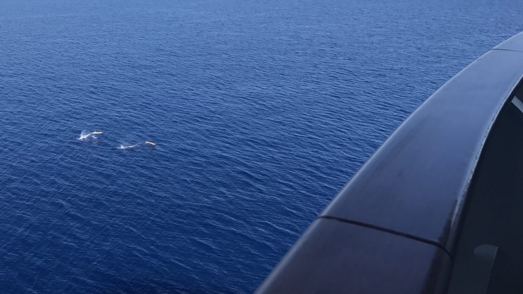 Delfine haben sich und angeschlossen und schwimmen neben AIDAperla.