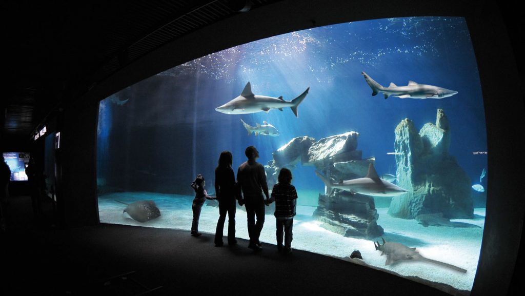 In Genua können die Gäste in Italiens größtem Aquarium hinter die Kulissen blicken. Foto: MSC Kreuzfahrten