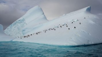 nicko cruises bietet gemeinsam mit Quark Expeditions Kreuzfahrten in die Antarktis. Foto: nicko cruises
