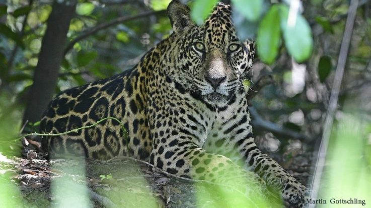 Jaguar (Brasilien)